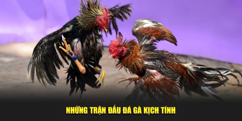 Những trận đấu đá gà kịch tính thu hút thành viên xem